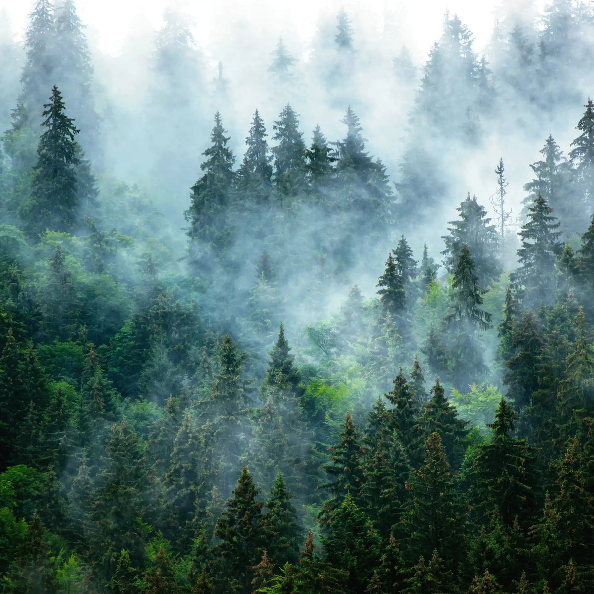 Misty evergreen forest shrouded in fog.